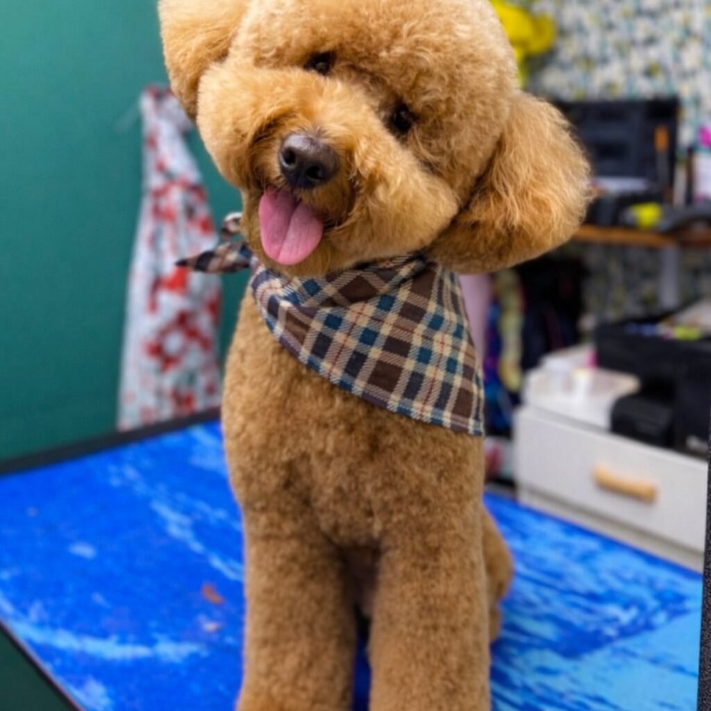 poodle-teddy-bear-cut-plaid-bandana-miami-barky-lounge-1024×1024-1