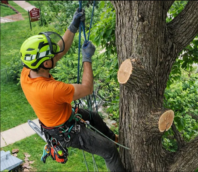 tree-removal-in-homestead-12